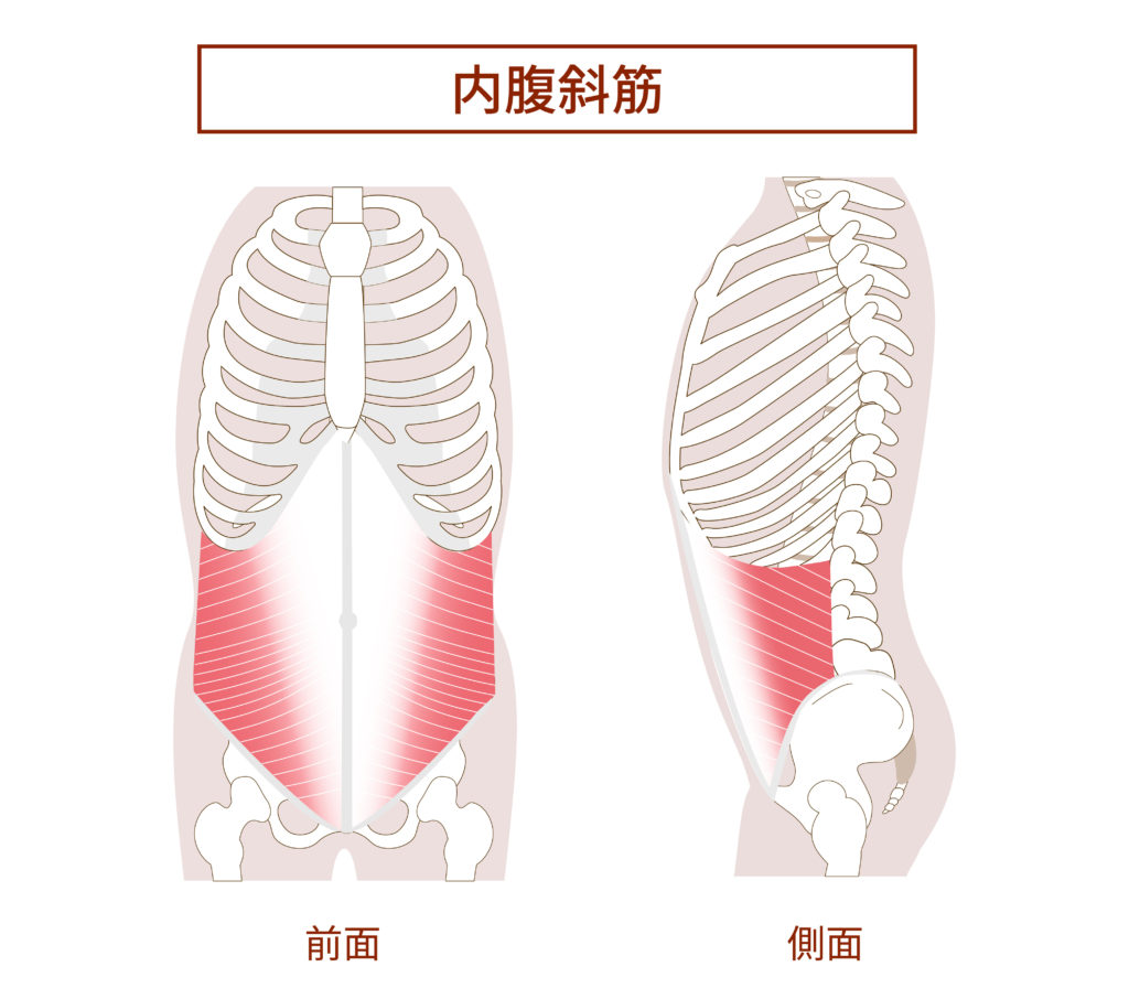 腹筋群 内腹斜筋の図説イラスト　横向きと正面図